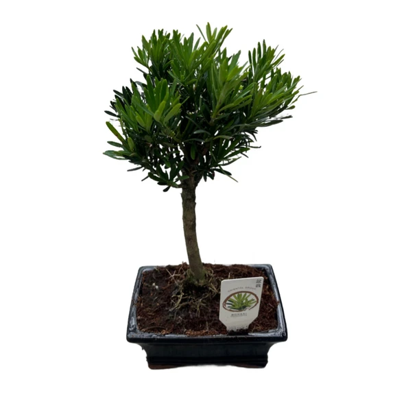 Bonsai - Podocarpus ürün görseli 1