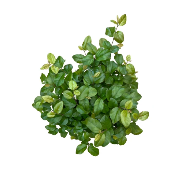 Bonsai - Sageretia - Resim 2