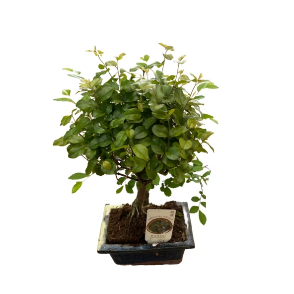 Bonsai - Sageretia ürün görseli 1
