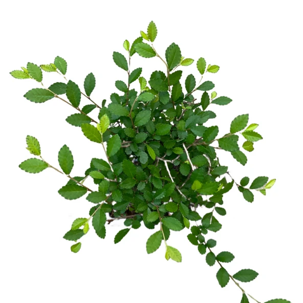 Bonsai - Zelkova - Resim 2