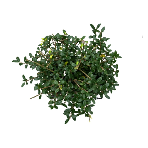 Bonsai - Ilex - Resim 2