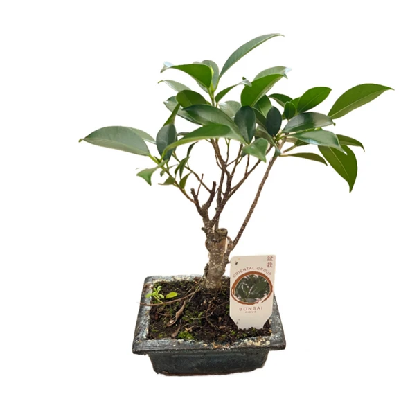 Bonsai - Ficus ürün görseli 1