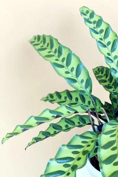 Calathea Lancifolia 'rattlesnake' - Dua Çiçeği Kaladya - Ev Ofis Salon Iç Mekan Bitkisi - 40 Cm ürün görseli 1
