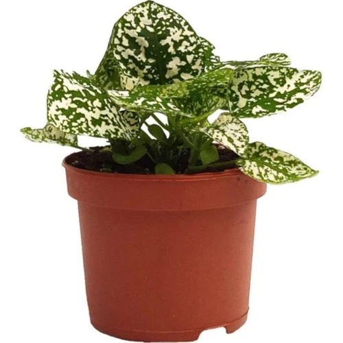 Hypoestes Hostes Çiçeği Fidanı Çilli Beyaz 10-20 cm ürün görseli 1