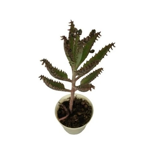 Aşkın Gözyaşı Çiçeği Fidanı 10-20 cm ürün görseli 1