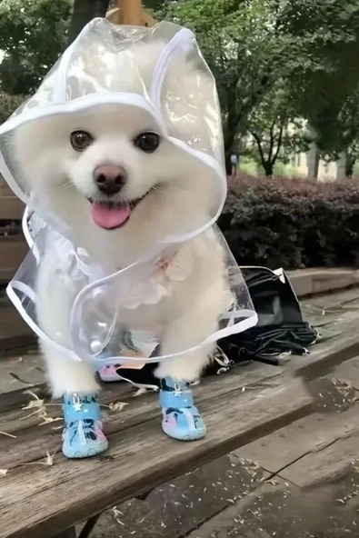 1 Adet-Pomeranian Şeffaf Köpek Yağmurluğu – PVC, Su Geçirmez, Tüm Irklar İçin Uygun ürün görseli 1