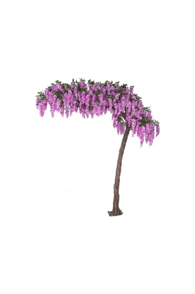 Kokulu Fuşya Çiçekli Mor Salkım Fidanı 10-20 cm ürün görseli 1