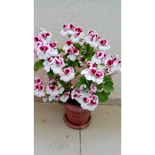 Ceylan Gözlü Sardunya Fidanı Mor Beyaz 10-20 cm ürün görseli 1