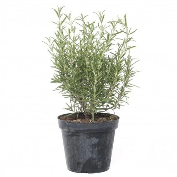 Saksılı Biberiye Fide Fidanı 15-25 Cm ürün görseli 1