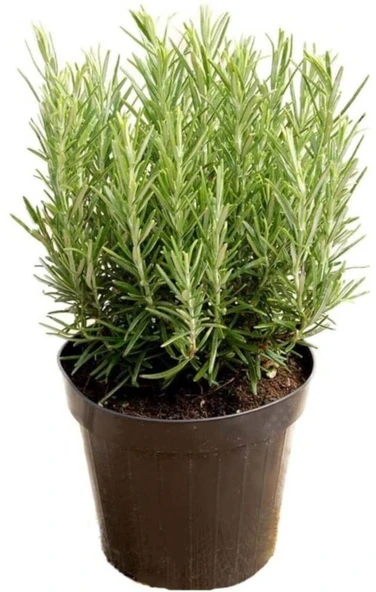 Salvia Rosmarinus Biberiye Fidanı 1 Adet 15-25 Cm Rosemary ürün görseli 1