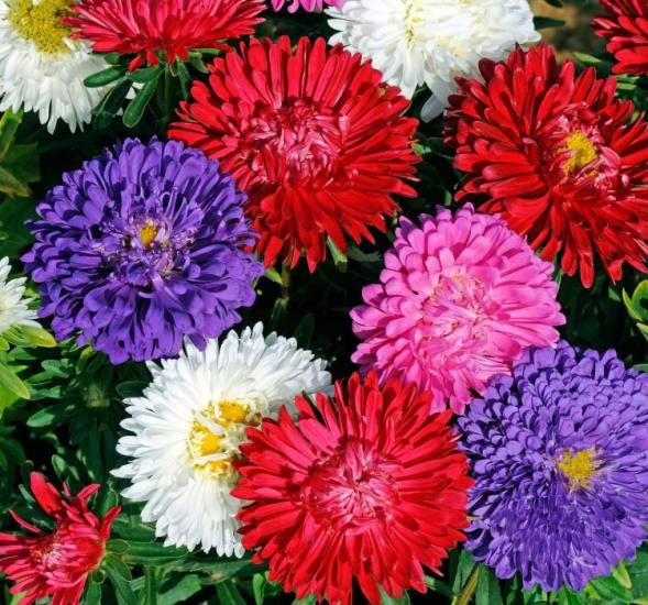 Beyaz Kasımpatı Krizantem Hüzün Çiçeği 5-10 Cm Chrysanthemum ürün görseli 1
