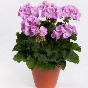 Potted Lilac Geranium Flower Lila Sardunya Çiçeği 10-20 Cm ürün görseli 1
