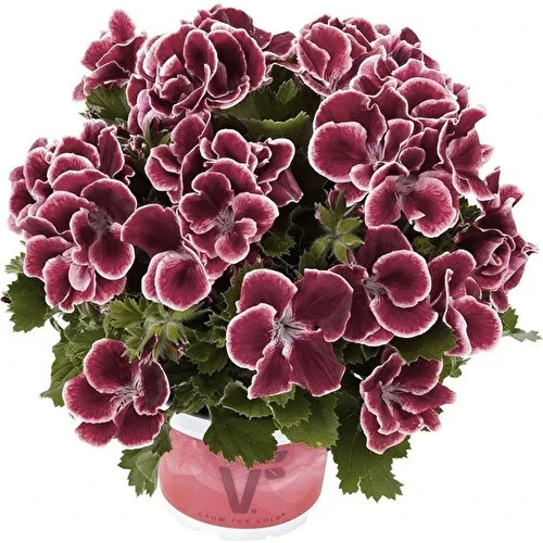 Koyu Bordo Ceylan Gözü Sardunya Çiçeği Fidanı 10-20 Cm ürün görseli 1