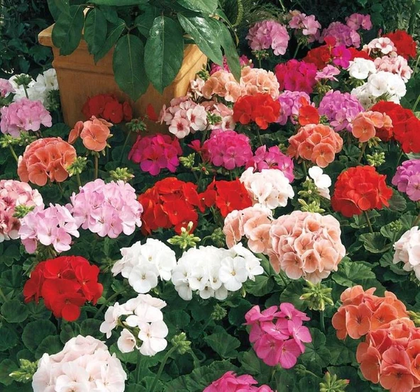 Canlı Saksılı Sardunya Çiçeği Fidanı Pembe 10-20 Cm ürün görseli 1