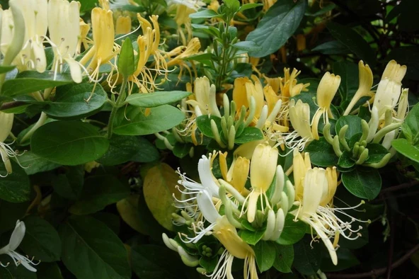 Hanımeli Fidanı Caprifolium Lonicera 10-20 cm ürün görseli 1
