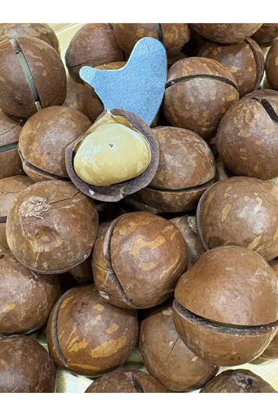 Nakkaşoğlu Kuruyemiş Kabuklu Makademya Fındığı 500gr ürün görseli 1