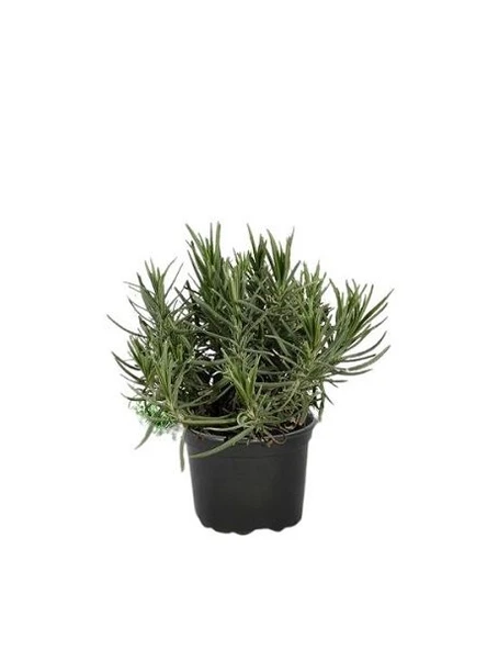 Kekik Lavanta İkili Set 10-20 cm - Resim 3