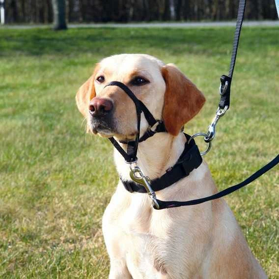 Trixie Uzman Köpek Eğitim Tasması X Large Kısa 40 Cm ürün görseli 1