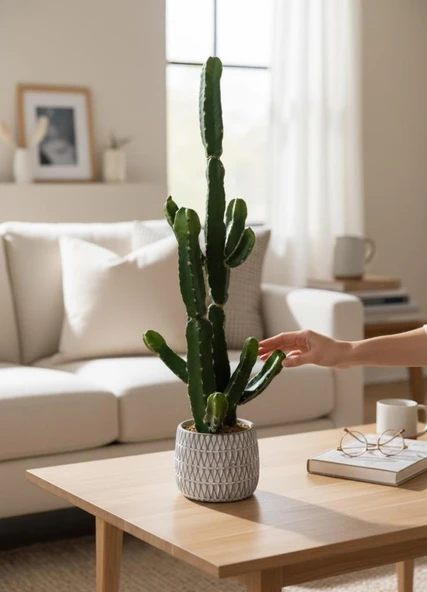 PTTAVM: Yapay Kakts Euphorbia ngens amdan Aac Beton Saksda Yapay  Bitki 70cm