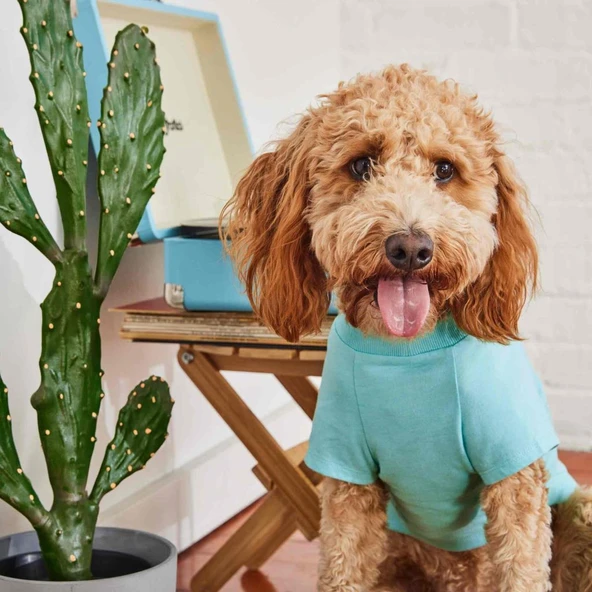 GF Pet Graphic Tee Köpek Tshirt Aqua Small - Resim 5