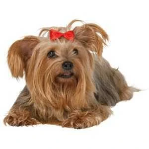 Trixie Köpek Tokası 4,5-5 Cm ürün görseli 1