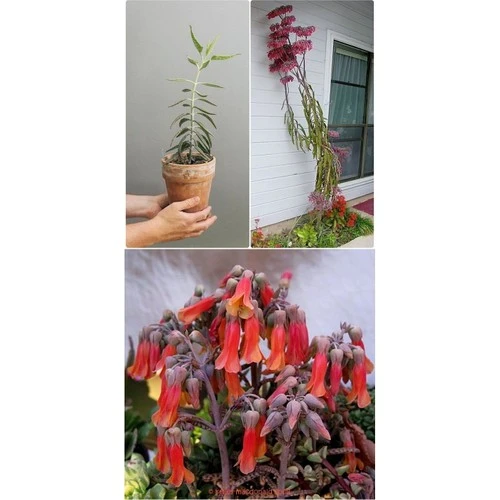 Aşkın Gözyaşı Çiçeği Fidanı Sukulent 10-20 cm ürün görseli 1