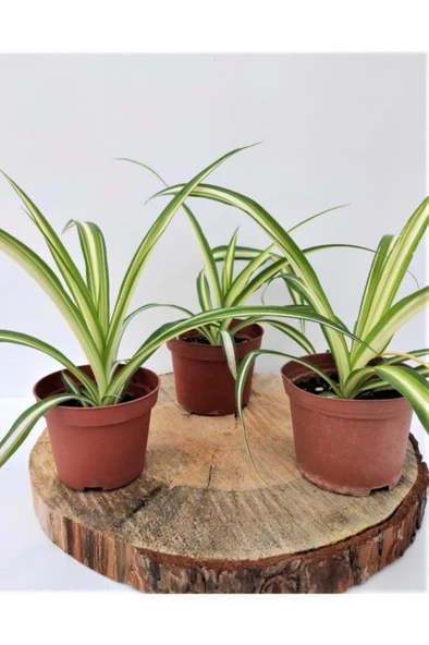 Kurdele Çiçeği 1 Adet Chlorophytum Comosum Kurdela Çiçeği 10-20 cm ürün görseli 1