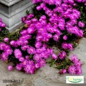 Mor Acem Halısı Fidanı 10-20 cm - Resim 3