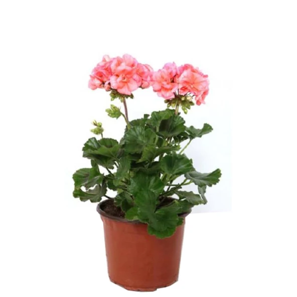 Saksılı Açık Pembe Yavruağzı Sardunya Çiçeği 10-20 Cm ürün görseli 1