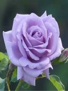 Saksılı Yediveren Lila Gül Fidanı Yediveren Lilac Rose 10-20 cm ürün görseli 1