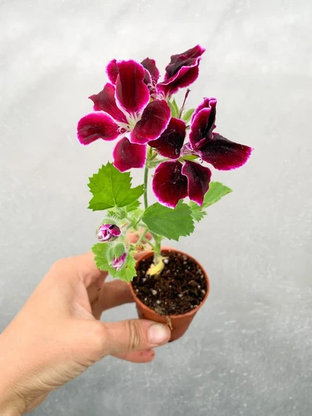 Sardunya Çiçeği Fidanı Bordo 10-20 Cm Canan Ceylan Gözü ürün görseli 1
