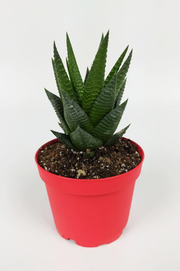 Haworthia Limifolia Sukulent 8.5 cm Kırmızı Saksıda Büyük Boy ürün görseli 1