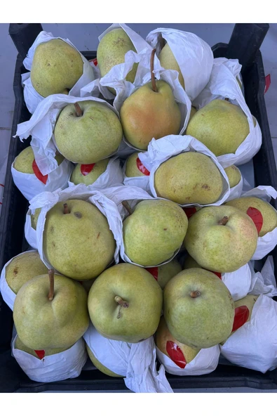 5M AHŞAP DEKOR DEVECİ ARMUT 2 KG ürün görseli 1