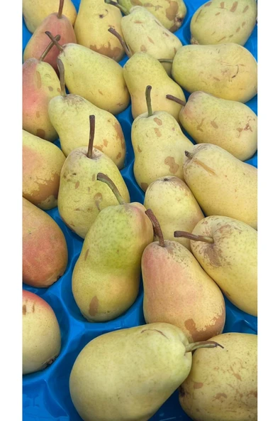 5M AHŞAP DEKOR ARMUT 5 KG ürün görseli 1