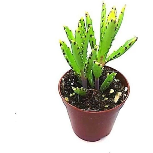 Saksılı Aşkın Gözyaşı Çiçeği Fidanı 4 Adet 10-20 cm ürün görseli 1