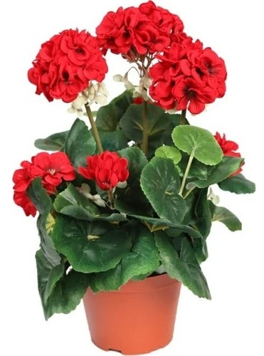 Canlı Saksılı Sardunya Çiçek Fidanı Kırmızı 10-20 Cm ürün görseli 1