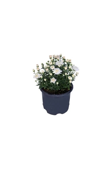 Saksıda Kasımpatı Çiçeği (Chrysanthemum) Beyaz 10-20 cm ürün görseli 1