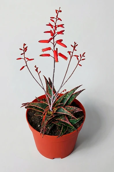 Aloe Christmas Carol Sukulent – Renkli Yapraklı Koleksiyon Aloe ürün görseli 1