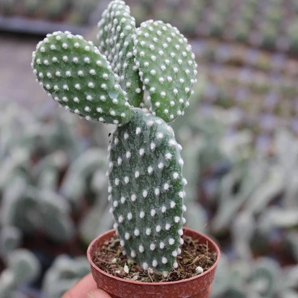 Tavşan Kaktüs/Beyaz Dikenli , 5.5 Cm Saksıda ürün görseli 1