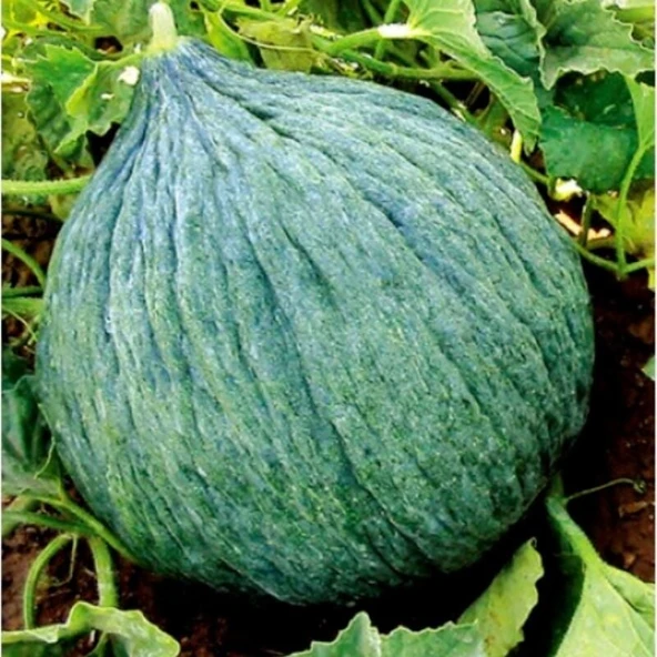 Hasanbey Kavun Tohumu (10 gram) ürün görseli 1