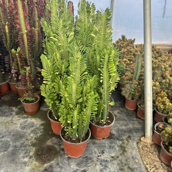 Bol Dallı Büyük Boy Euphorbia Trigona Green - Afrika Yeşil Süt Ağacı Kaktüsü ürün görseli 1