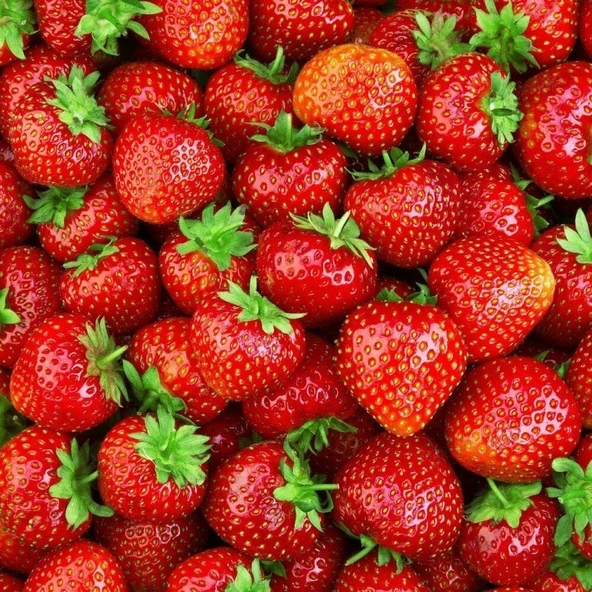 Yediveren Çilek Tohumu 1 Paket (+100 Adet) ürün görseli 1