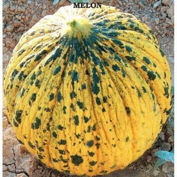 Doğal Altınbaş (637) Kavun Tohumu (4 gram) ürün görseli 1