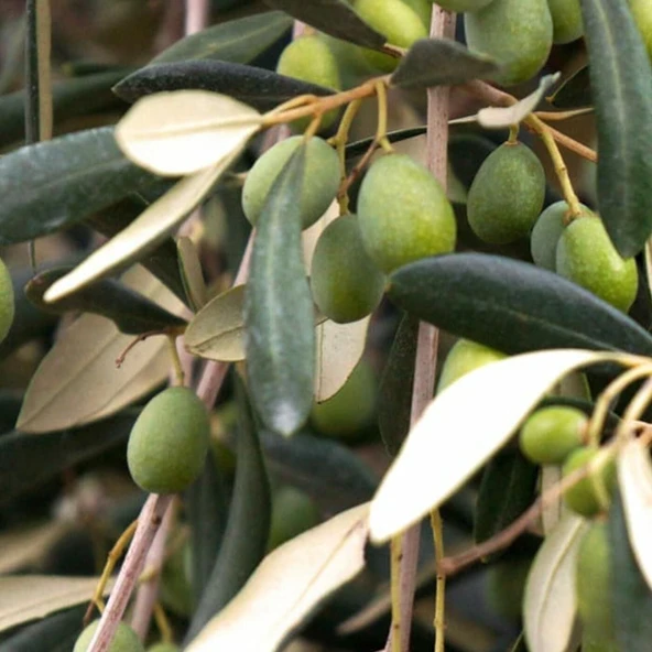 Tüm Bölgelere Uygun Yağlık ve Sofralık Tüplü Domat Çekirdekli Zeytin Fidanı ürün görseli 1