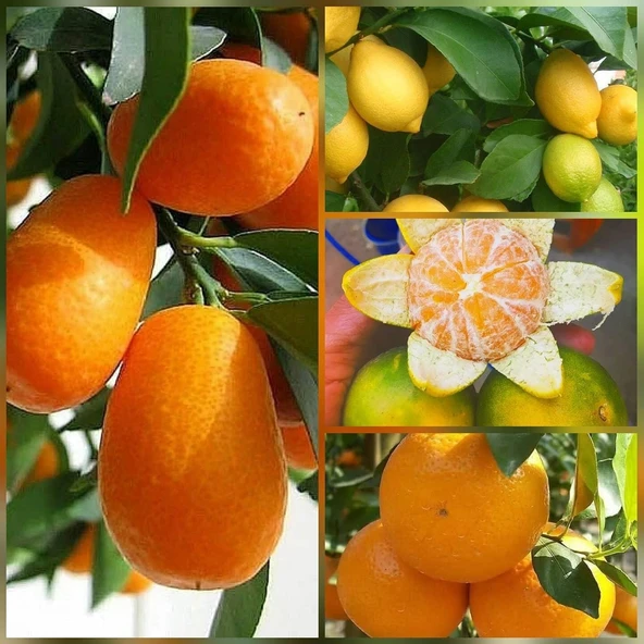 4 lü Aşılı Özel Narenciye Fidanı Pakedi (Kamkat, Yediveren Limon, Okitsu Mandalin,Washington Portakal) ürün görseli 1