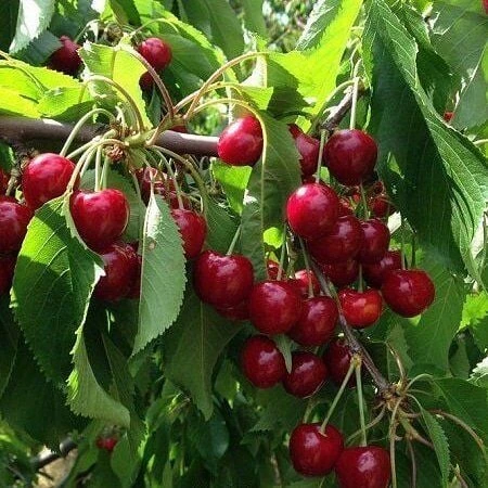 3 Yaş Aşılı Kiraz Fidanı EŞME, Torbada ürün görseli 1