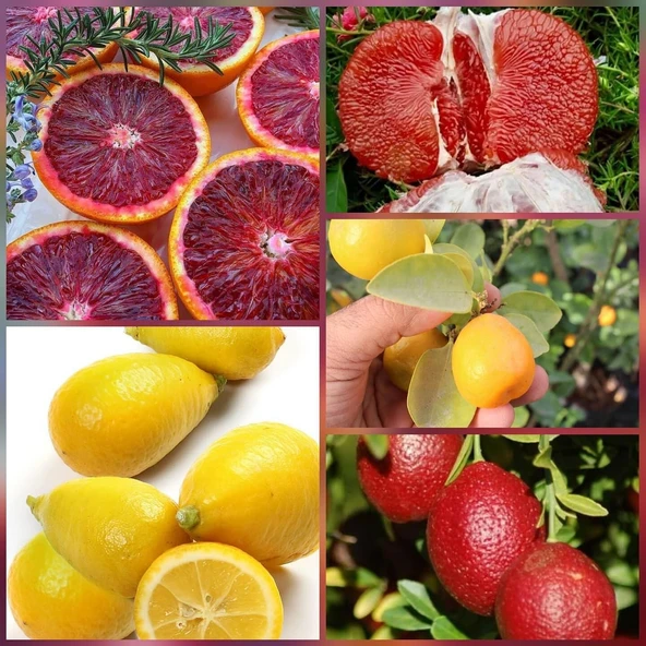 5 li Aşılı Özel Narenciye Fidanı Pakedi (Kan Portakal, Limequat, Şadok, Blood Lime, İri kamkat) ürün görseli 1