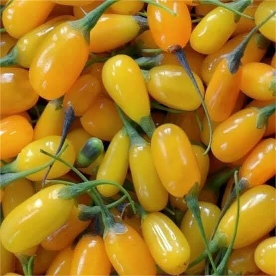 Saksıda Jumbo İri Taneli Sarı Gojiberry Fidanı ürün görseli 1