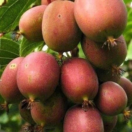 2 Yaş KENS RED Bordo Mini Kivi Fidanı (1 ERKEK ve 1 DİŞİ), Torbada ürün görseli 1