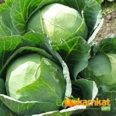 Beyaz Lahana Yalova 1 Tohumu Paket 25 gr Paket ürün görseli 1